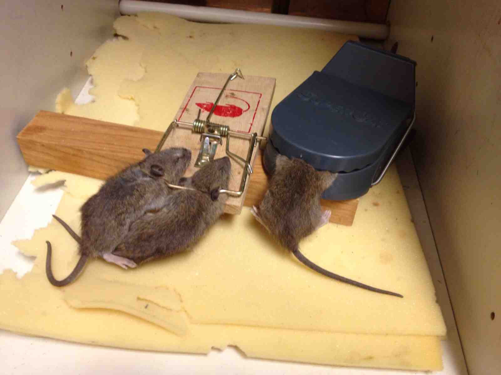 Лучшие мышеловки: Приманка для мышей, что лучше положить в мышеловку?